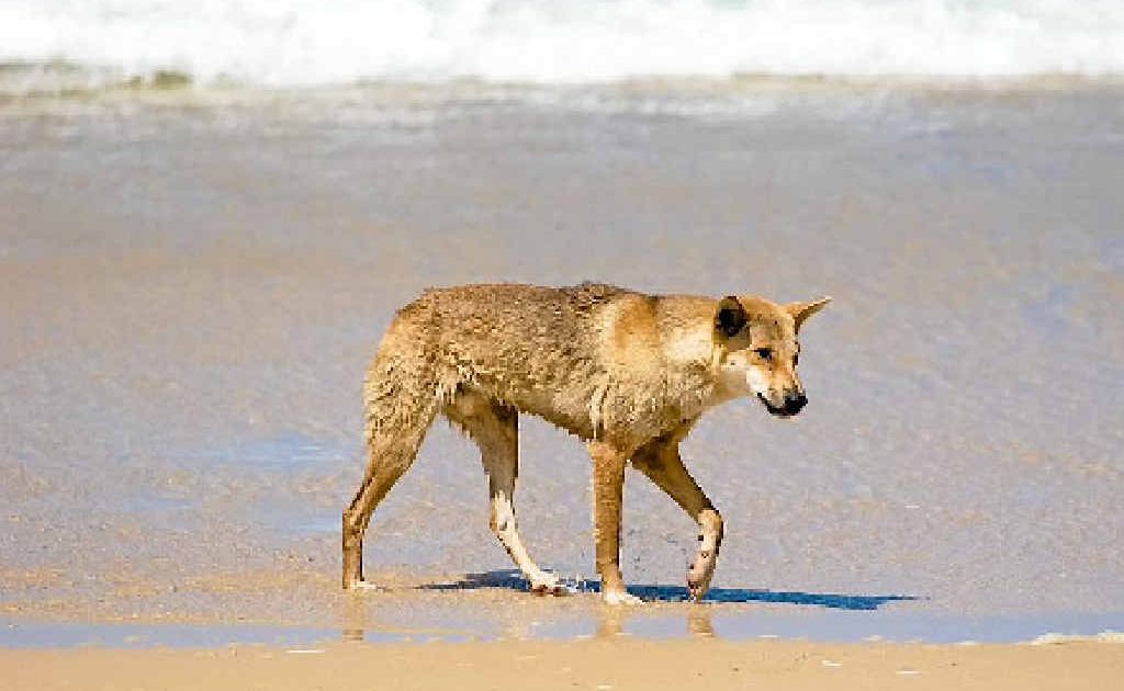 Queensland Parks and Wildlife Service wants volunteers to help educate tourists about Fraser Island. Queensland Parks and Wildlife Service wants volunteers to help educate tourists about Fraser Island.
